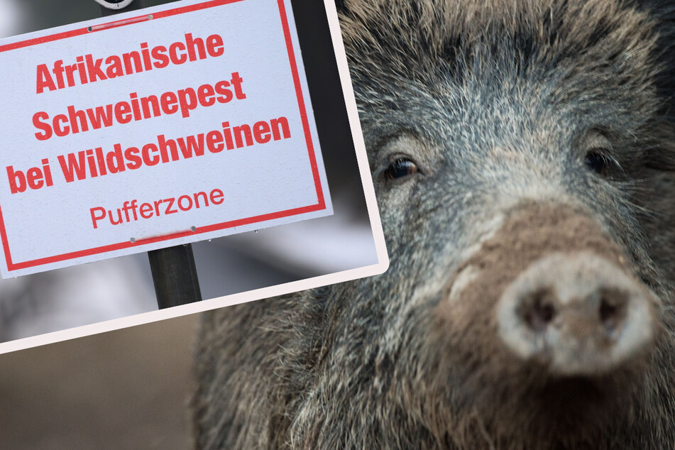 Im Kampf gegen die Afrikanische Schweinepest müssen die Wildschweinbestände laut Thüringer Bauernverband drastisch reduziert werden. (Montage)