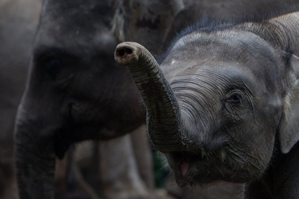 Detenciones tras una caza furtiva brutal: se descubren una docena de cadáveres de elefantes con la cabeza decapitada.