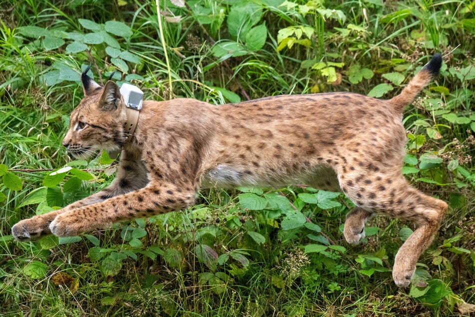 Luchs Anton sprintet mit seinem Sendehalsband in die Freiheit.