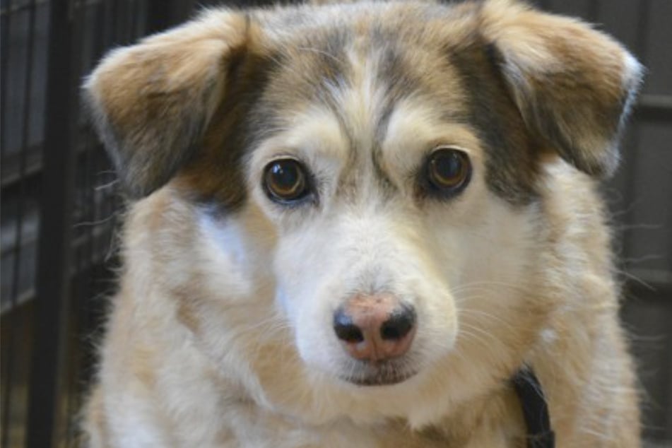 Hündin Sandy musste aus ihrem vertrauten Zuhause ausziehen.