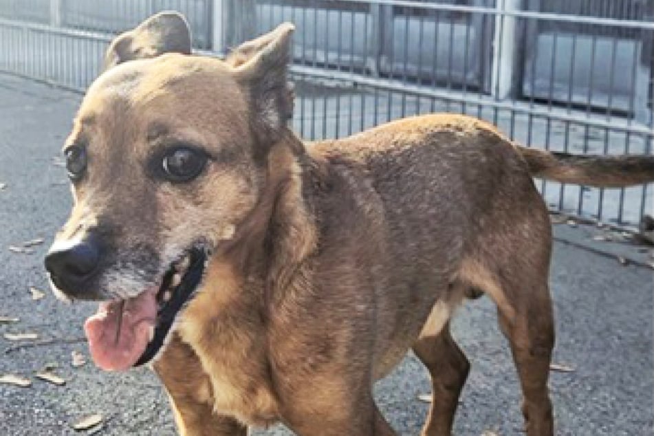 Trotz seiner bereits rund zehn Jahre auf dem Buckel ist der Jack Russell Terrier alles andere als ein Hunde-Opa.