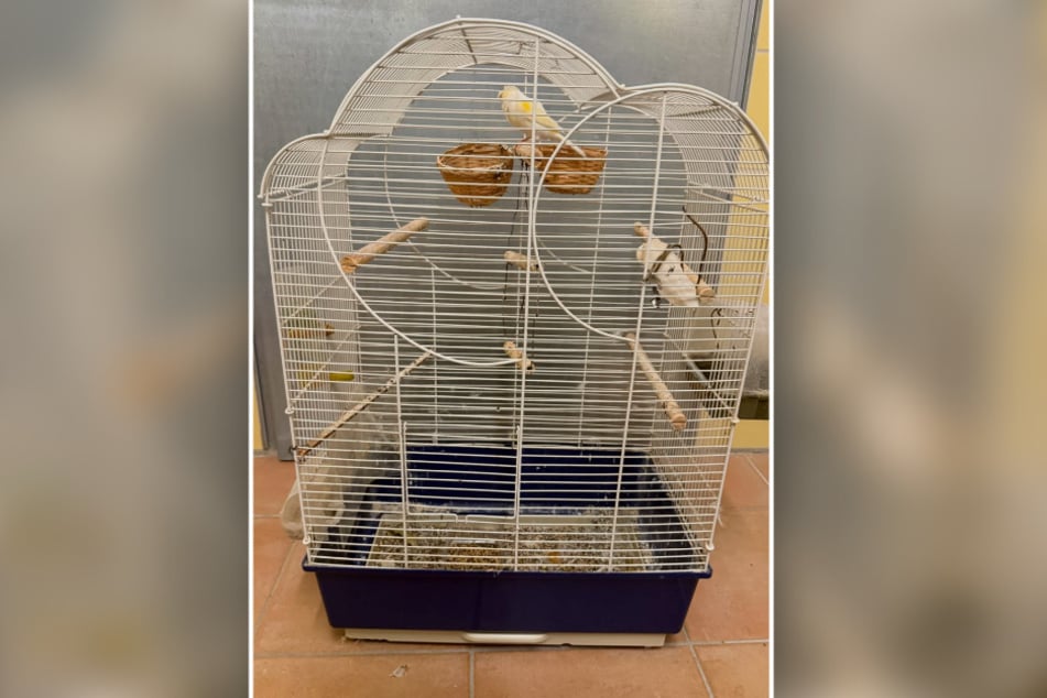 In diesem winzigen Käfig wurde der Kanarienvogel ausgesetzt.