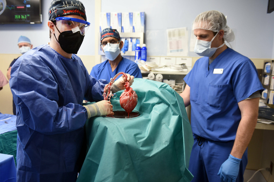 urgeons have successfully transplanted a genetically modified pig's heart into a human patient for the first time.