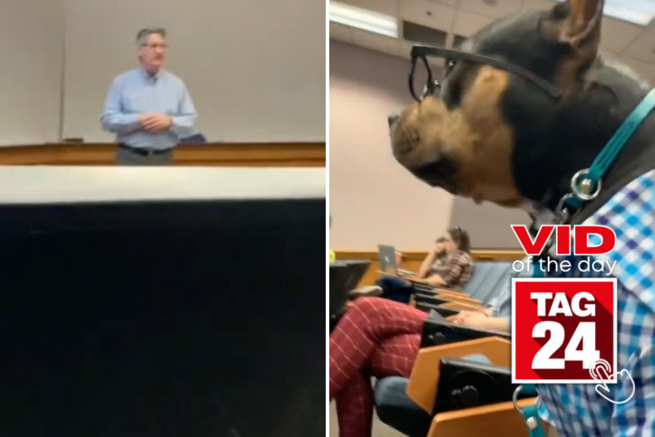 viral videos: Viral Video of the Day for September 12, 2023: Student pit bull is best in class