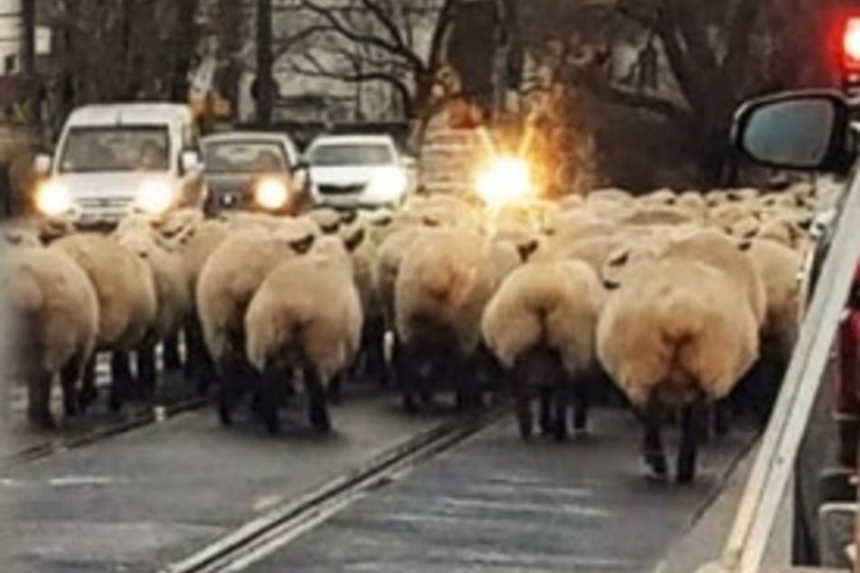 Bei ihrer Wanderung aus Weixdorf zu den Elbwiesen queren die Schafe auch die Marienbrücke, wie hier im Jahr 2019.