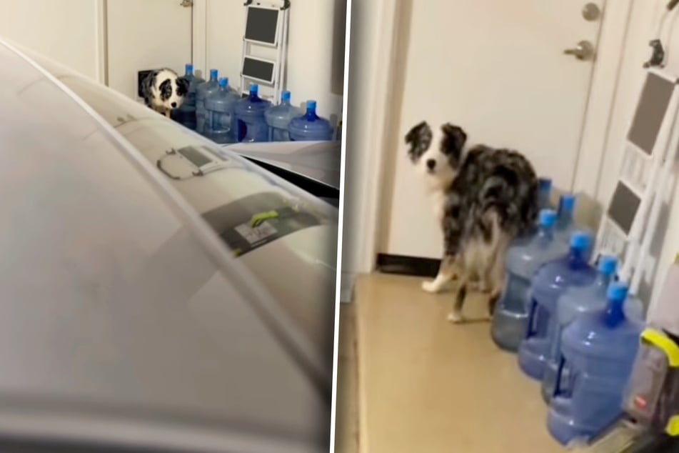 Hund will Katzenfutter klauen: Was passiert, als Besitzer ihn stellen, löst Lachtränen aus