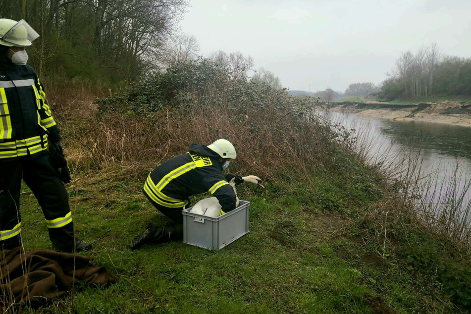 Nachdem der Schwan von einer Tierärztin behandelt wurde, konnte er zurück zu seinem Fundort an der Lippe in Olfen (Kreis Coesfeld) gebracht werden.
