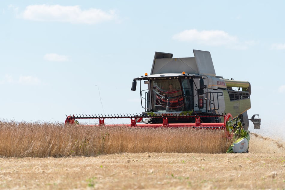 Rund 6,4 Millionen Tonnen Getreide ernteten Bayerns Landwirte in diesem Jahr - ein Plus von 17,7 Prozent.