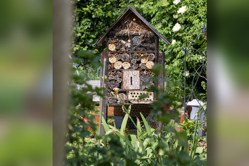 Das Insektenhotel ist Klipschs ganzer Stolz.