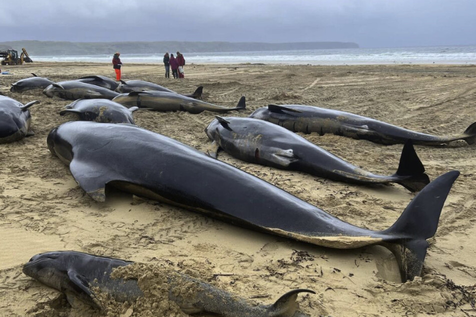 More than 50 pilot whales dead in a mass stranding in Scotland, with animal rescuers only able to save one.