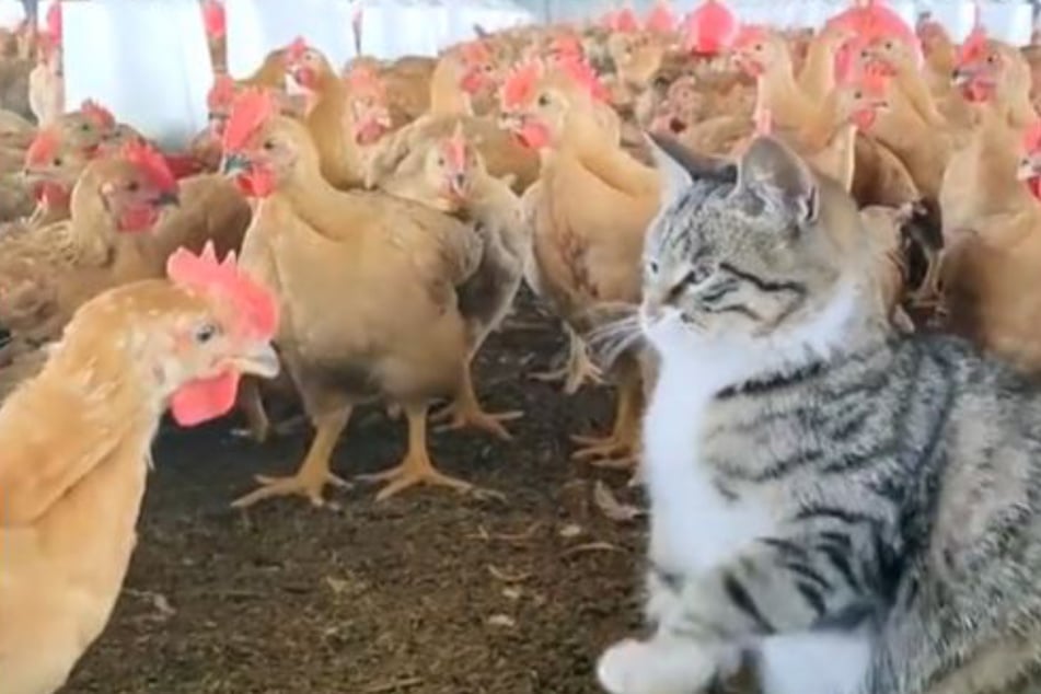 Katze landet in Hühnerstall: Was sie dort macht, sorgt für mächtig Gelächter
