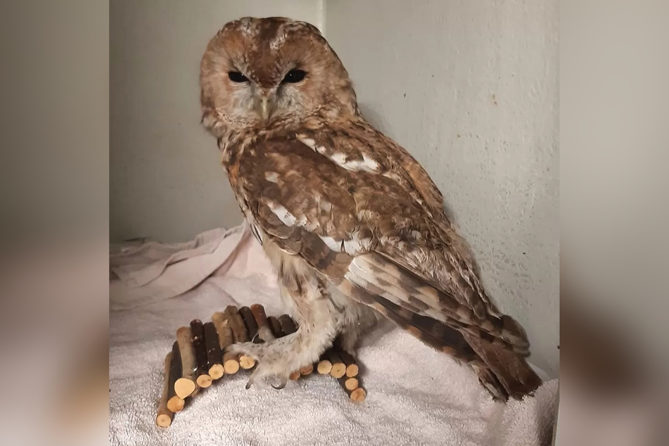 Fortunately, the owl sustained no injuries and was quickly released back into the wild.