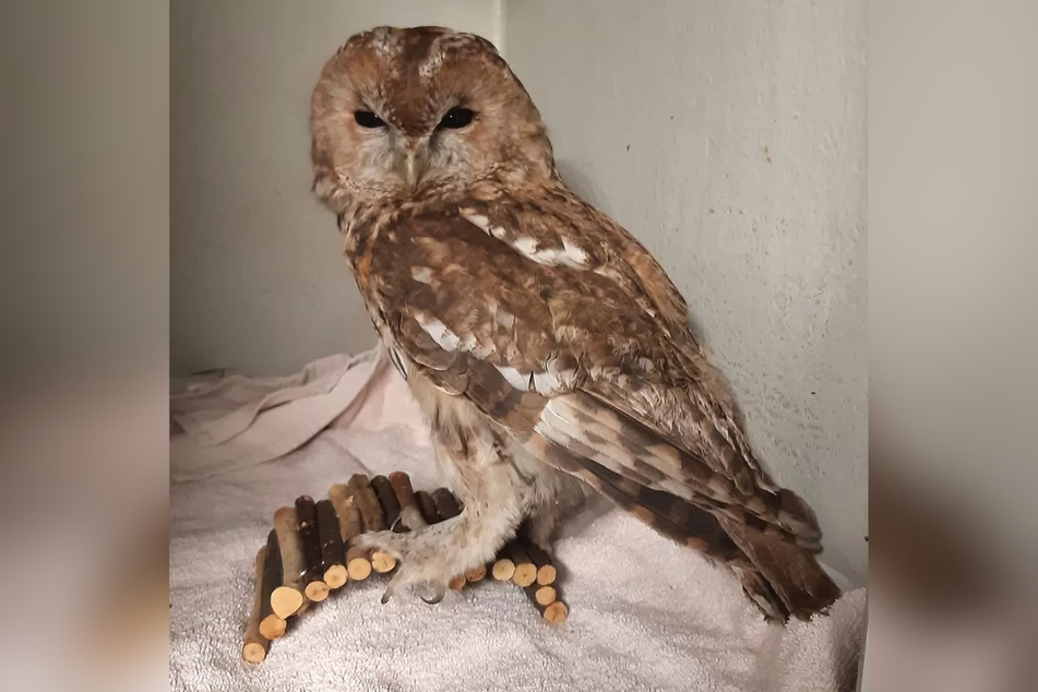 Die Eule trug glücklicherweise keine Verletzungen davon und konnte schnell wieder in freie Wildbahn entlassen werden.