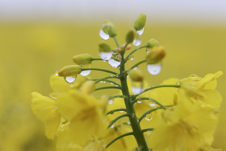 Regentropfen sammeln sich an der Blüte einer Rapspflanze: Das Wetter in NRW bleibt in den kommenden Tagen ungemütlich.