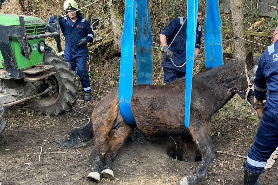 Spezialeinheit der Feuerwehr muss ausrücken: Pferd steckt mit Bein in Wasserablauf fest