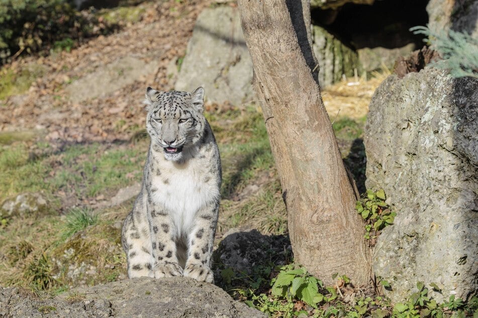 Um 9.30 Uhr erzählt ein Tierpfleger im Zoo Dresden alles Wissenswerte über die Schneeleoparden.