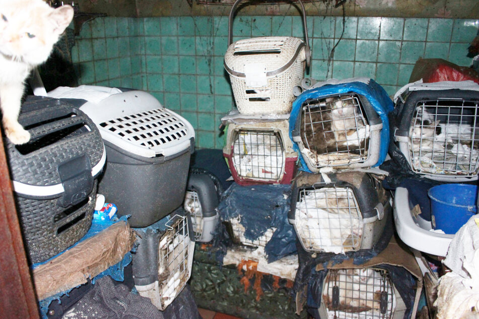 Völlig verwahrlost und verdreckt wurden 21 Katzen in einem Einfamilienhaus im Erfurter Ortsteil Kerspleben gelagert.