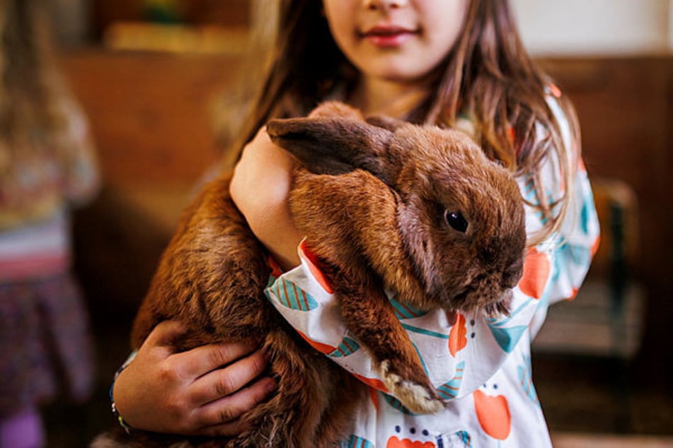 Kaninchen sind nicht nur zum Schmusen da. Sie wollen auch liebevoll versorgt sein.