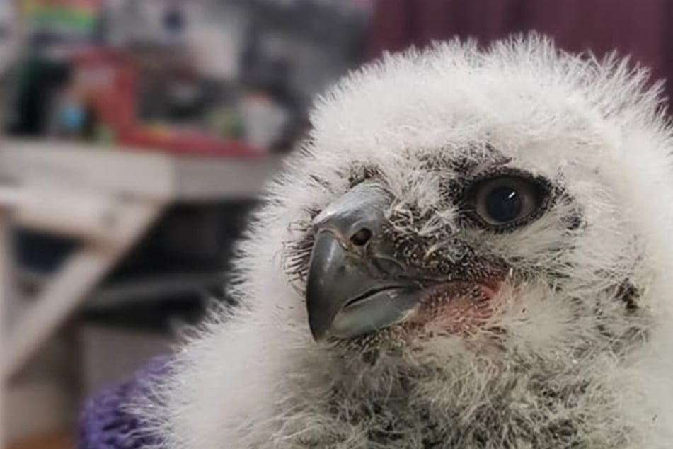 This baby owl was rescued on a golf course and has since bonded with a stuffed animal.