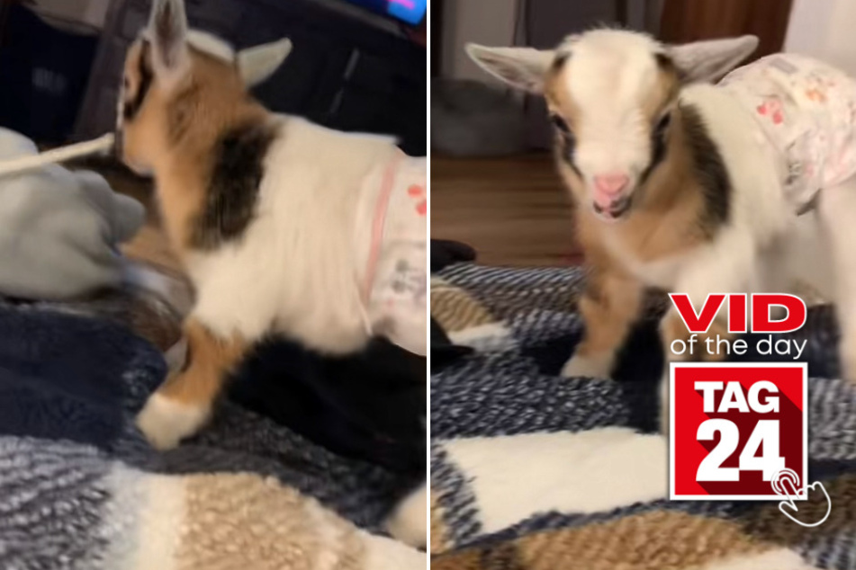 viral videos: Viral Video of the Day for April 14, 2023: Adorable baby goat goes viral