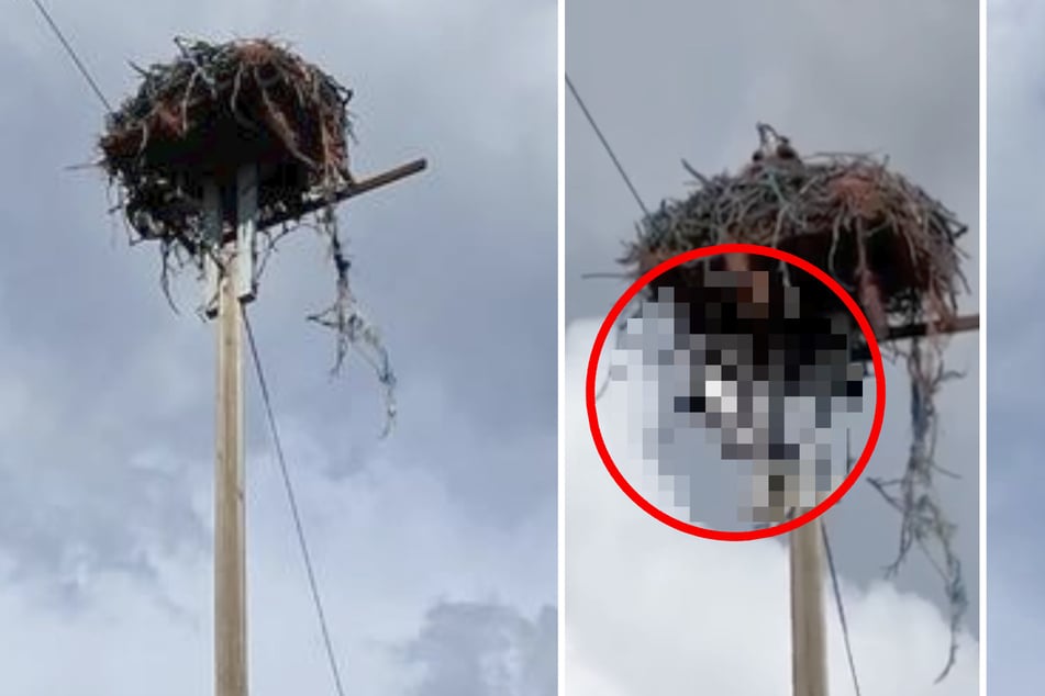 Gefährliches Fischadler-Nest: Gewinnt der König der Lüfte den Kampf ums Überleben?