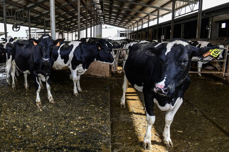 Aufgrund der Rekordhitze geben die Kühe bis zu zehn Prozent weniger Milch. (Archivfoto)