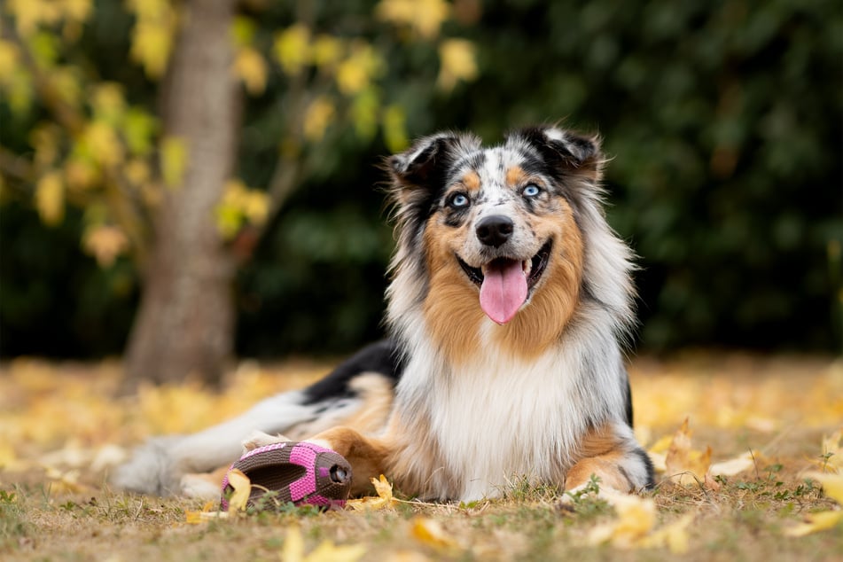 Australian shepherds are remarkable, beautiful, and incredibly intelligent dogs.