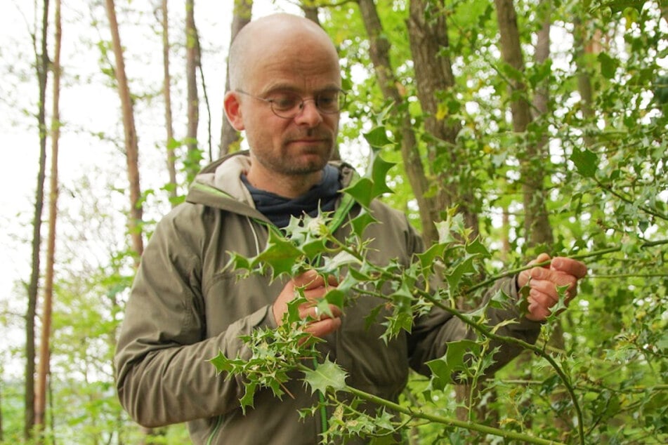 Ronny Goldberg, Artenschutzexperte im Nationalpark, bei der Begutachtung einer Stechpalme bei Pfaffendorf.