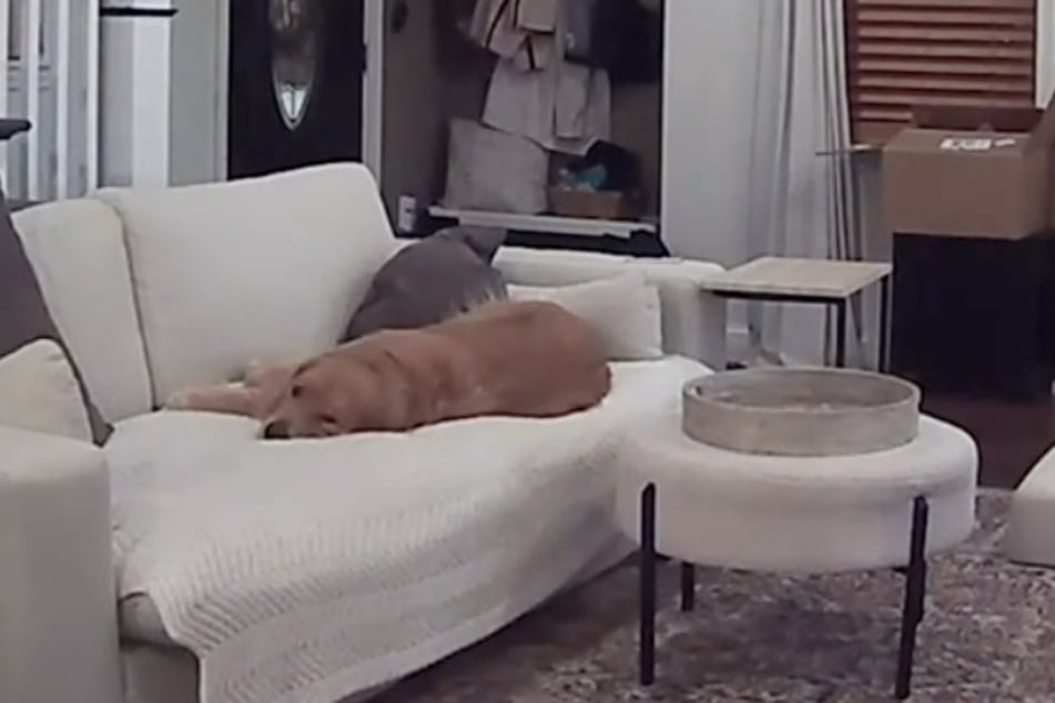 Voller Trauer lag der Golden Retriever auf der Couch.