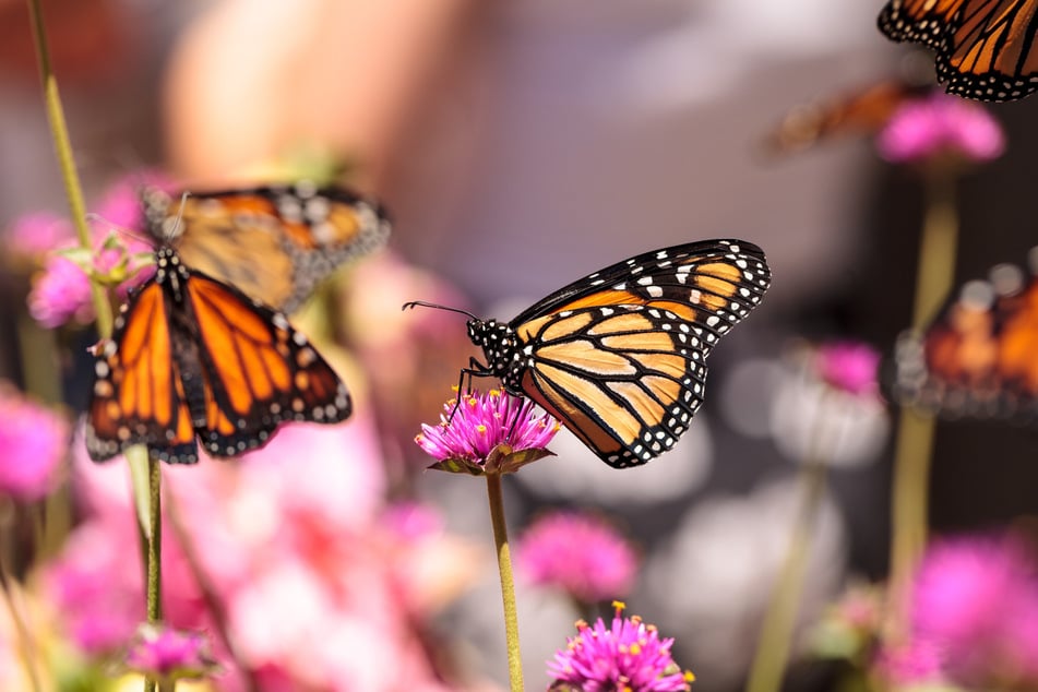 The US Fish and Wildlife Service is considering listing the monarch butterfly under the Endangered Species Act.