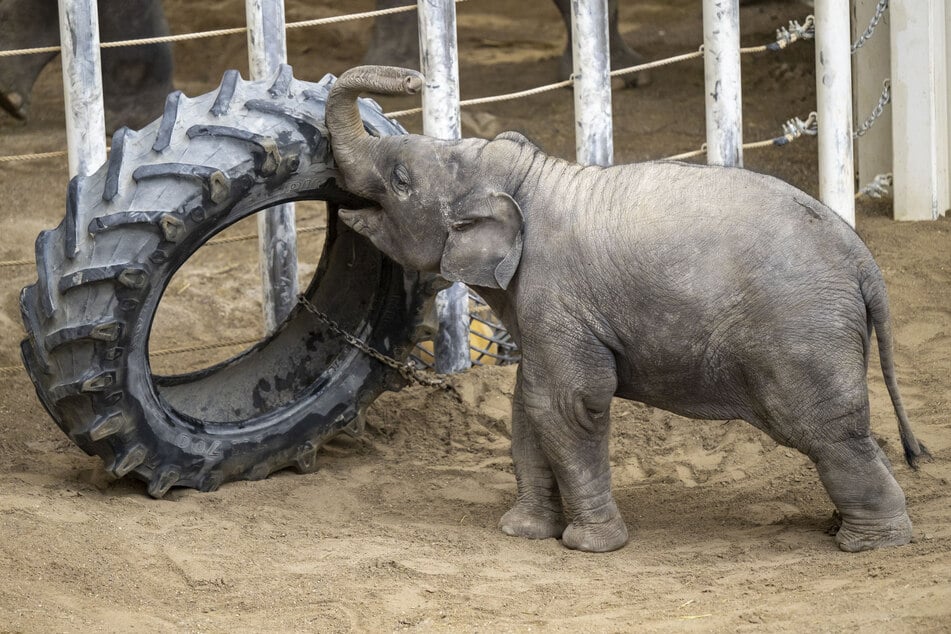 Elefant Otto starb im Alter von vier Jahren an einem Herpes-Virus.