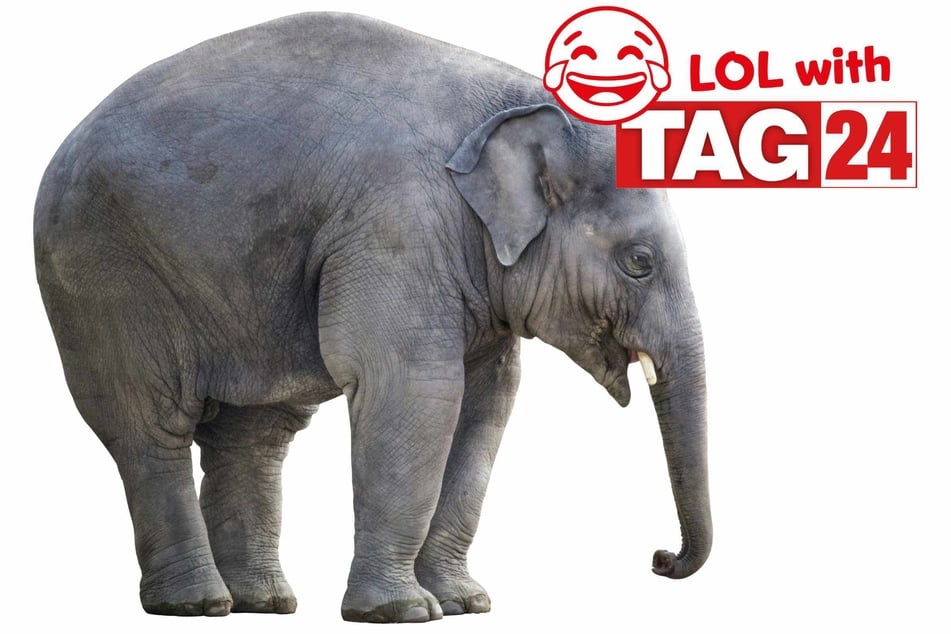 Joke of the Day for July 28, 2025: Awesome animal jokes to make you smile