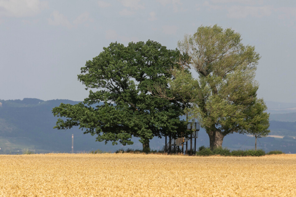 212 Jahre alt: die Babisnauer Pappel (rechts) neben der 130 Jahre "jungen" Eiche. Zwischen den Bäumen steht die Aussichtsplattform.