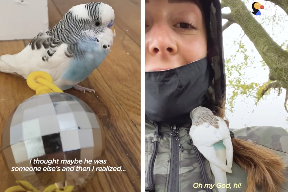 Frau hat Angst vor Vögeln: Als sie auf der Straße einen Wellensittich findet, ändert sich alles