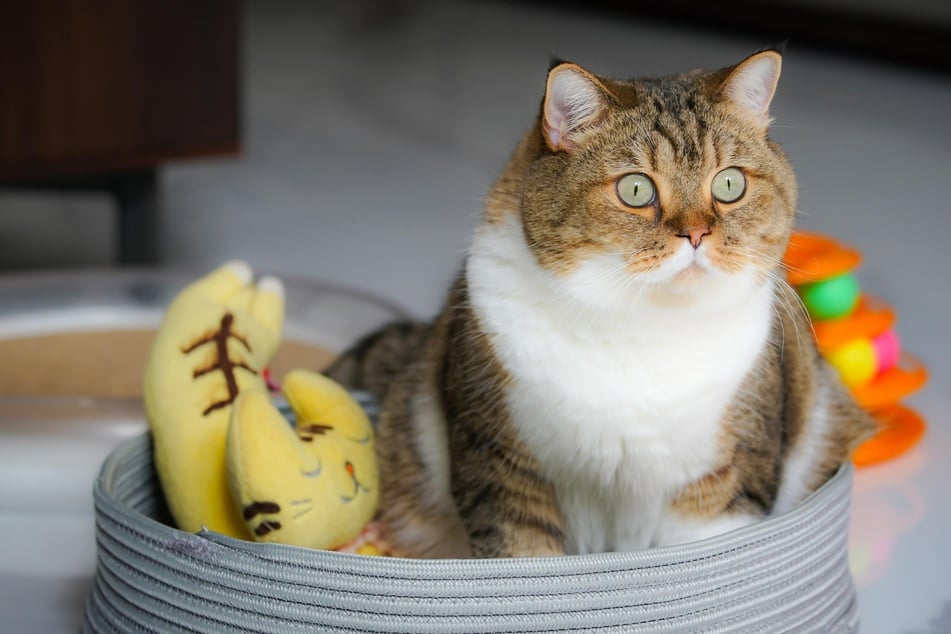 Ist dort gerade eine Maus entlang geflitzt? Katzen nehmen Bewegungen wahr, denen Menschen nicht folgen können.