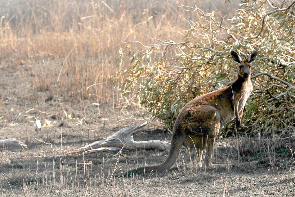 Die niedlich aussehenden Tiere sind das Nationaltier von Australien. Dennoch können sie dem Menschen gefährlich werden.