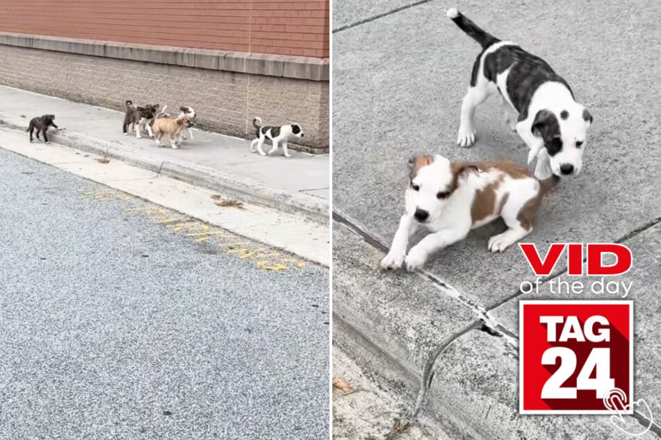 This woman just stumbled upon a pack of abandoned puppies, and the internet can't handle the cuteness!