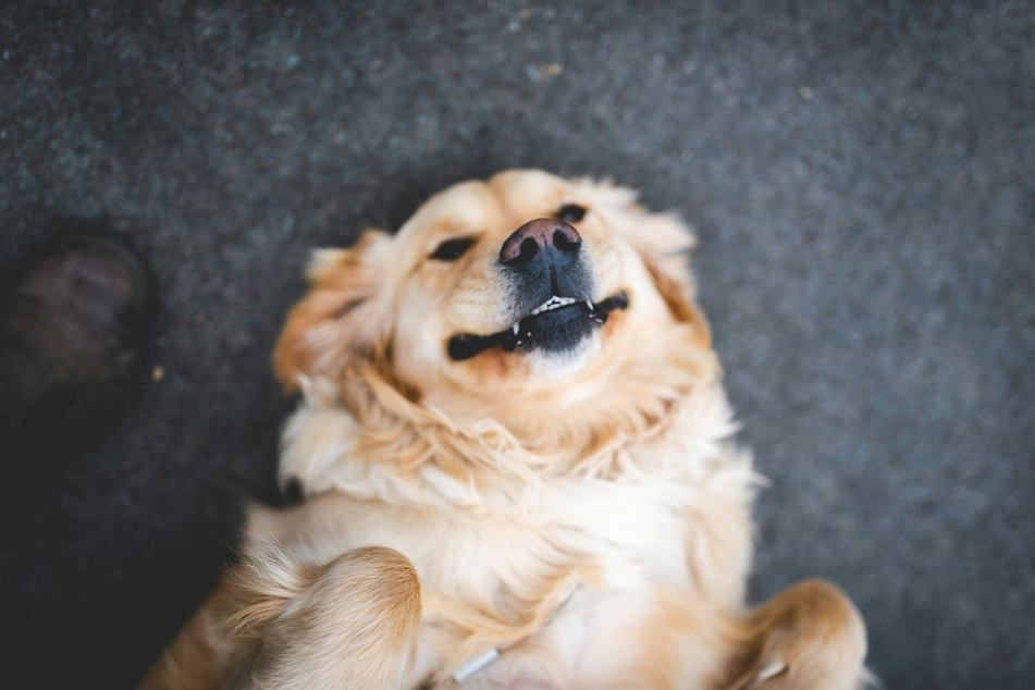 Look at this friendly, happy, and gorgeous golden retriever!
