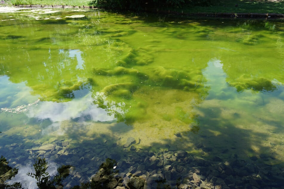 Das Grundwasser, das zur Speisung des Teiches dient, wurde laut der Stadtverwaltung bereits untersucht. Dabei habe man keine auffälligen Phosphat- und Nitratkonzentrationen feststellen können.