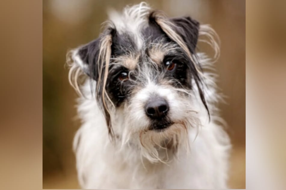 Der Terrier Leo ist sechs Jahre alt.