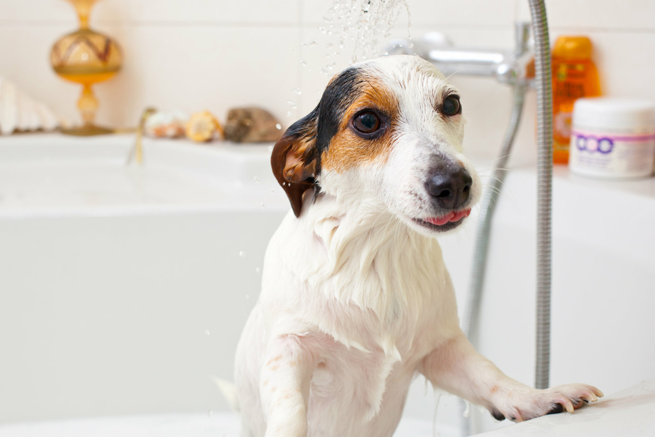 Welpen sollten langsam ans Baden gewöhnt werden, damit es für sie nicht zur stressigen Tortur wird.