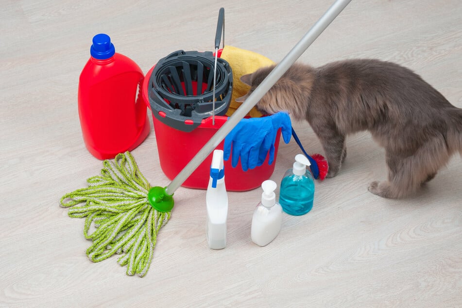 Flea larvae will hide in beds, furniture, and carpets.  These should be thoroughly cleaned after an infestation.
