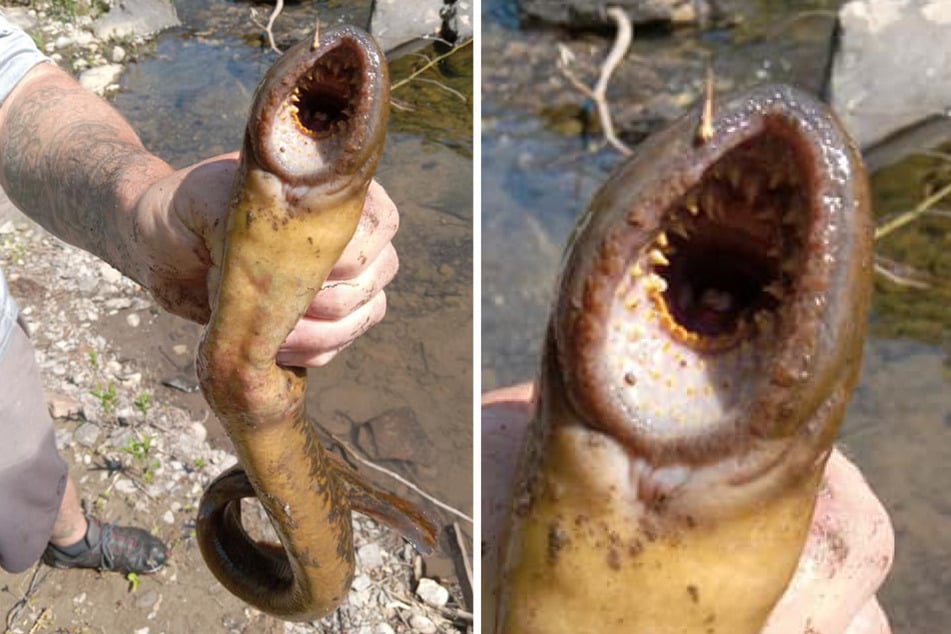 Man catches bizarre "death worm" fish in New York