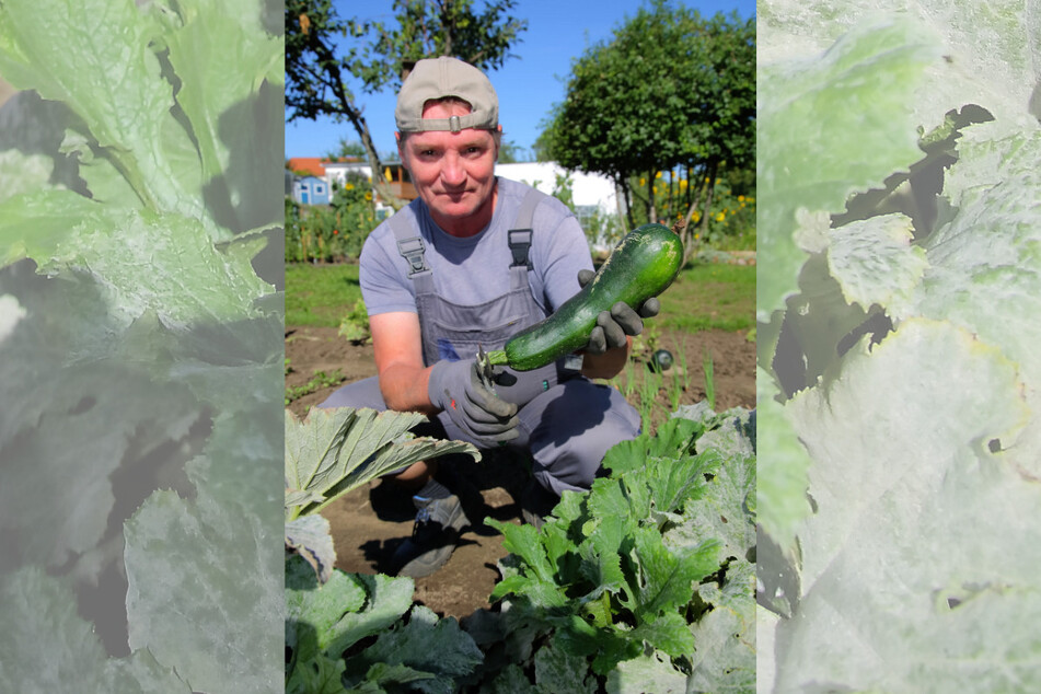 Die Zucchini-Ernte ist für den Langzeitarbeitslosen Dietmar (59) ein Erfolgserlebnis.