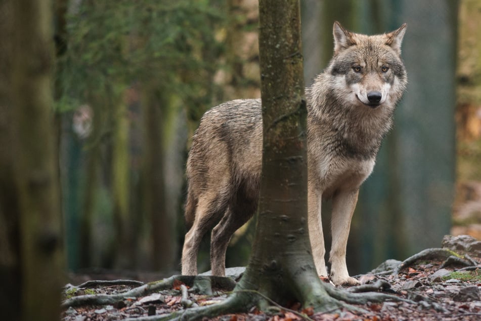 Wölfe: Rudelbildung? Wolf aus Sachsen-Anhalt jetzt im Südwesten nachgewiesen!