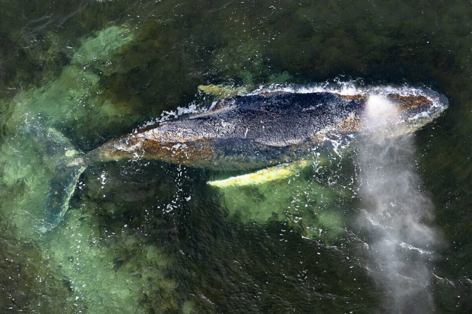 Trotz schlechtem Gesundheitszustand: Gestrandeter Buckelwal lebt weiterhin