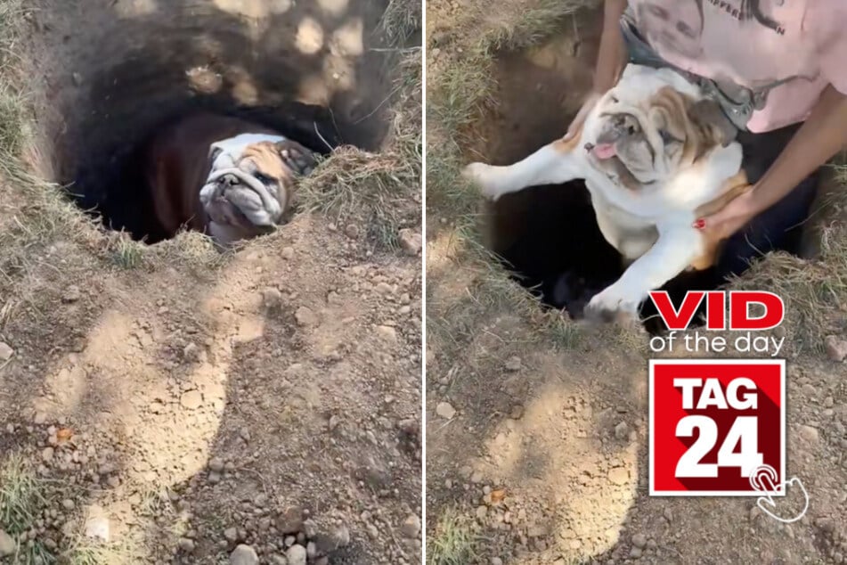 viral videos: Viral Video of the Day for October 12, 2025: Clumsy dog can't stop falling into the same hole – literally!