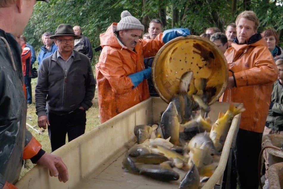 Abfischen von Karpfen bei den Lausitzer Fischwochen