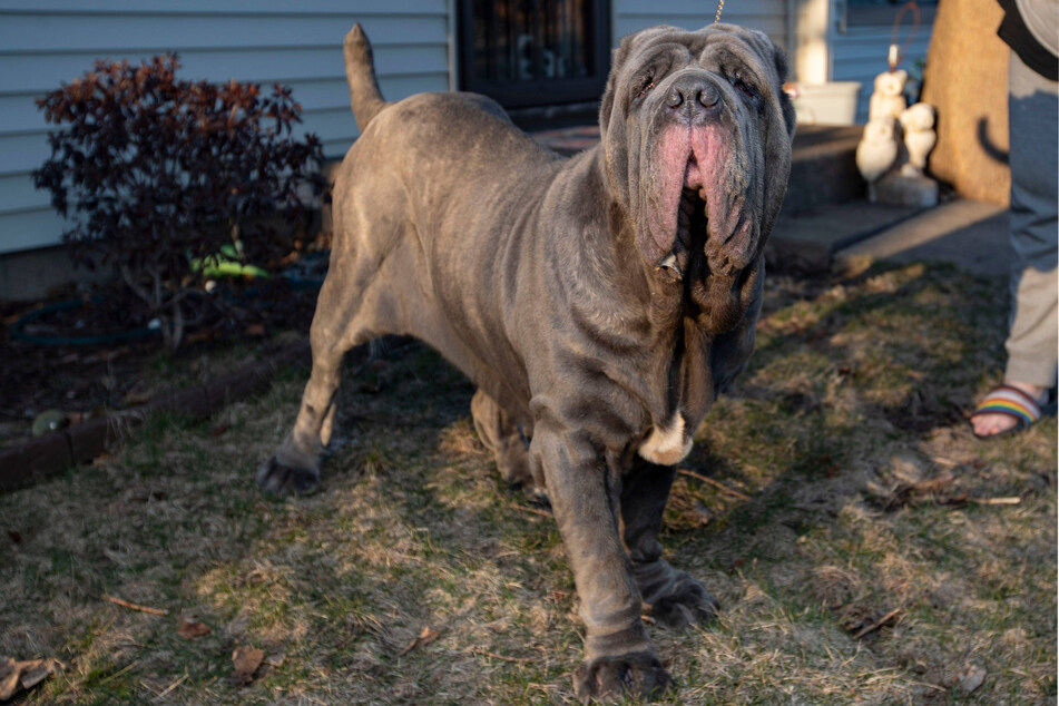 There are few dogs more saggy than a Neapolitan mastiff.
