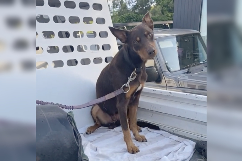 This Australian Kelpie decided to snag a chicken dinner while his owner was driving down the road.
